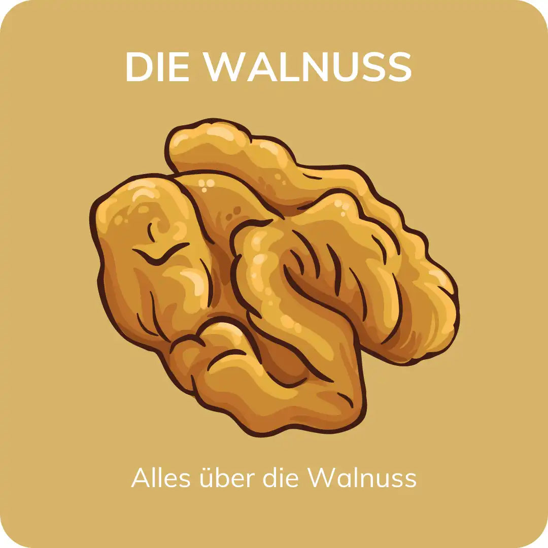 Alles über die Walnuss | Herkunft, Geschmack, Nährstoffe ? | Nusssucht ... Alles über die Walnuss | Herkunft, Geschmack, Nährstoffe ? | Nusssucht ...
