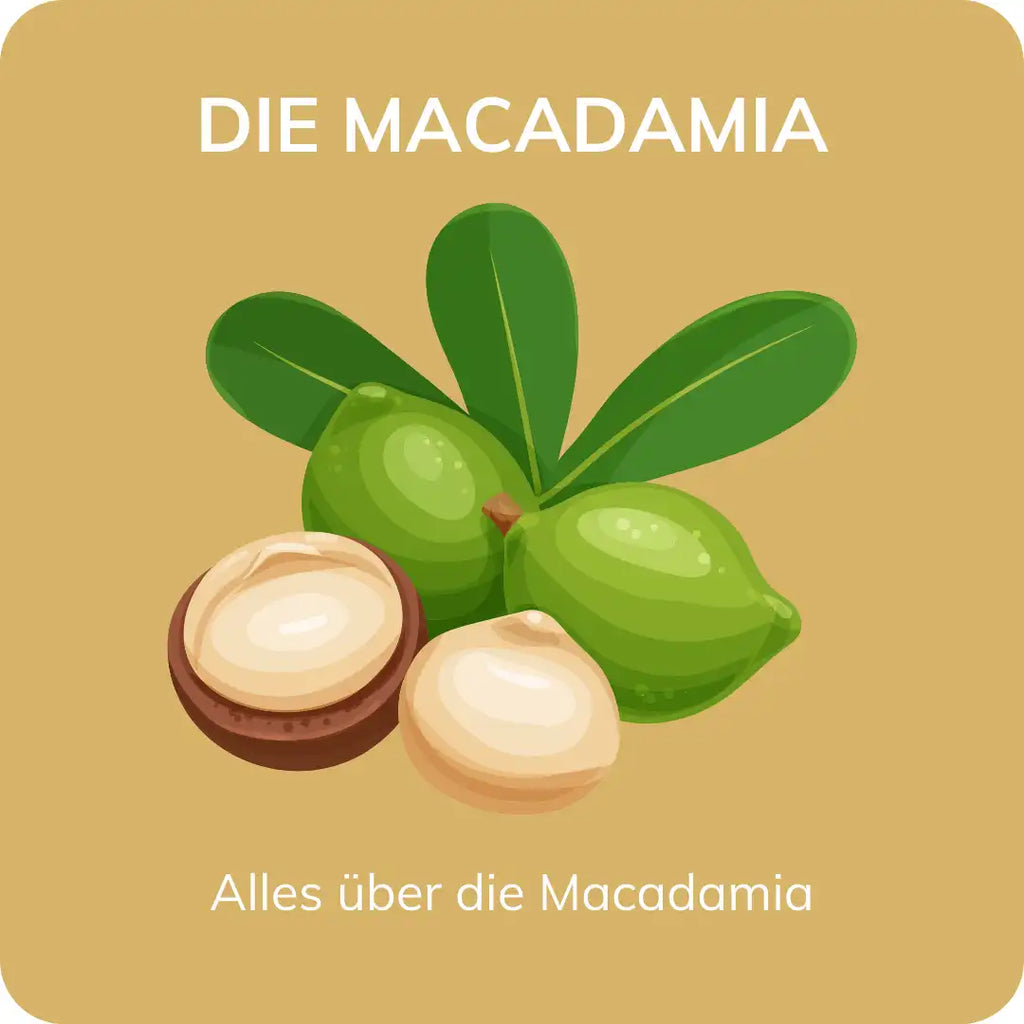 Alles über Macadamia